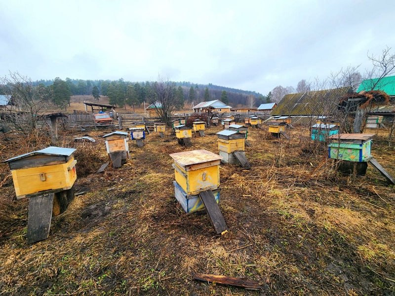 Ушли на месяц позже. Пасечники нацпарка «Башкирия» занесли ульи в зимовники