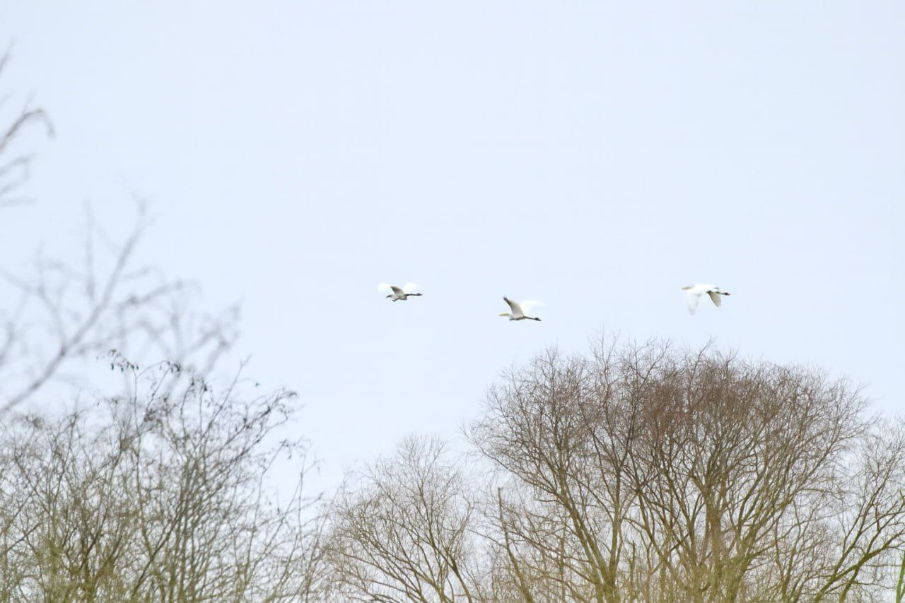 Символ водных просторов и болотных троп
