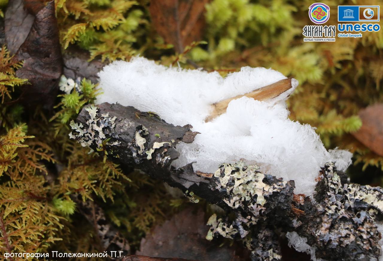 Редкое зимнее чудо. В геопарке «Янган-Тау» заметили волосатый лед