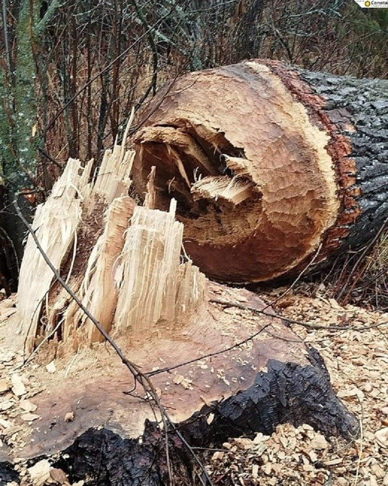 Впечатляющая работа бобров