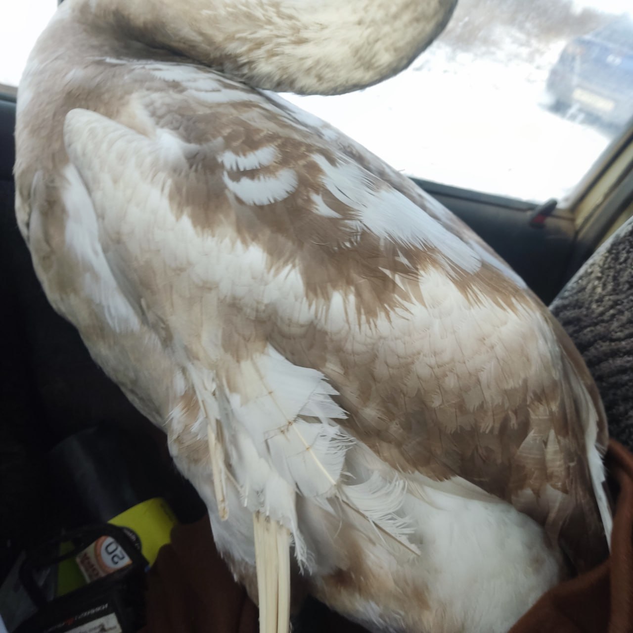 В Уфе пришли на помощь ещё одному лебедю