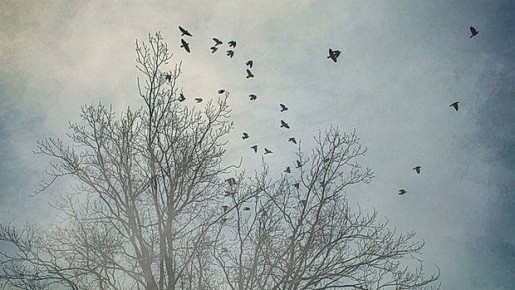 Ноябрь стал третьим по теплоте за несколько десятков лет