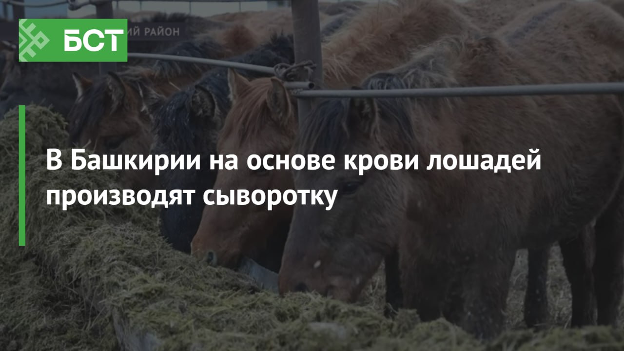 В Башкирии на основе крови лошадей производят сыворотку