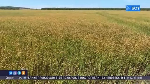 Башкирия увеличила отгрузку сельхозпродукции в регионы