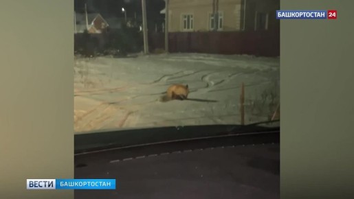 Лисицу сняли на видео в Октябрьском районе Уфы