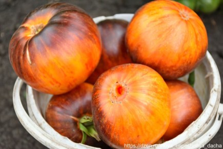 Сладкие томаты от агрофирмы 'Гавриш'