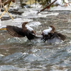 Засняли битву оляпок. Птицы яростно защищали свой участок реки, на котором кормятся и выводят потомство
