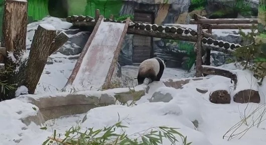 А это не Катюша. Это её мама Диндин