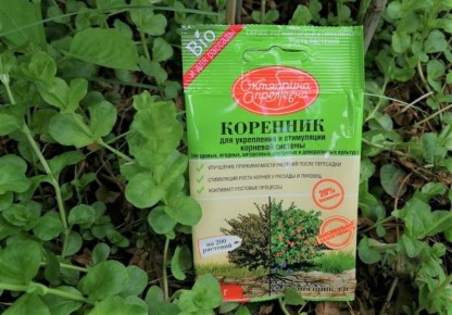 Эффективность укоренителя «Коренник»: результаты на практике