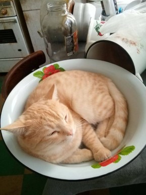 Начнём утро с милоты. Спасибо подписчикам за фотографии котиков