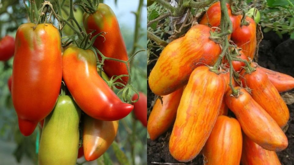 ��� ��������� ����������� ������: ������� ��� ������ ������