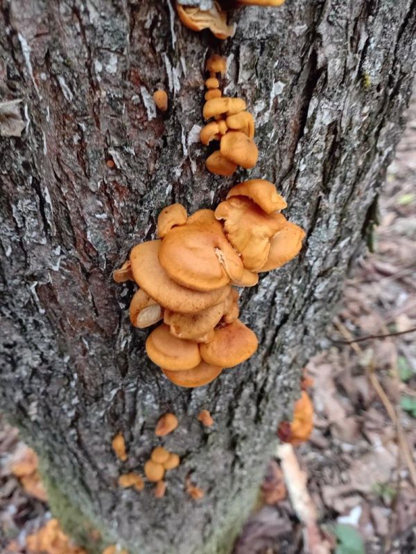 ����� �����, ������� �� ������ �������