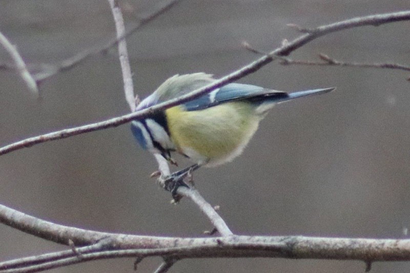 В нацпарке «Башкирия» рассказали про птиц зимой В нацпарке «Башкирия» рассказали про птиц зимой