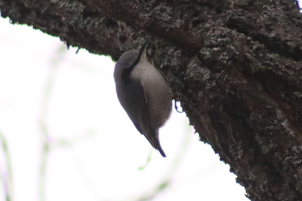 В нацпарке «Башкирия» рассказали про птиц зимой В нацпарке «Башкирия» рассказали про птиц зимой