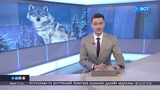 В Башкирии волки загрызли собаку