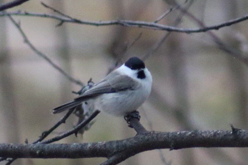 � �������� ���������� ���������� ��� ���� �����