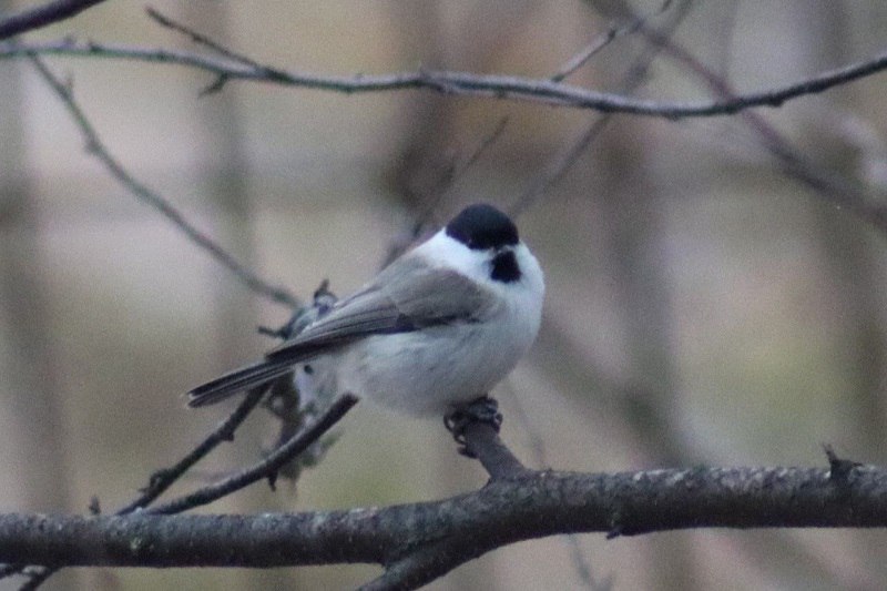 В нацпарке «Башкирия» рассказали про птиц зимой