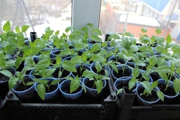 ��� ������������� ����������� �������: ������� ��������� �����������