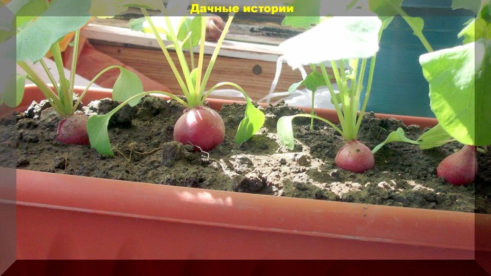 ����������� ������, �������� � ������ � �������� ��������