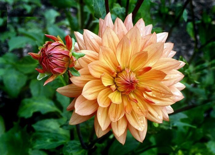 ������ �������� �� ������: ������ ��� ����������� ��������