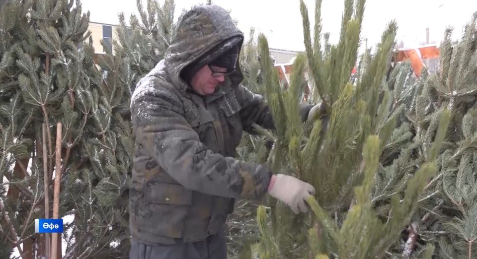 � ����������� ����� ������� ���� �������