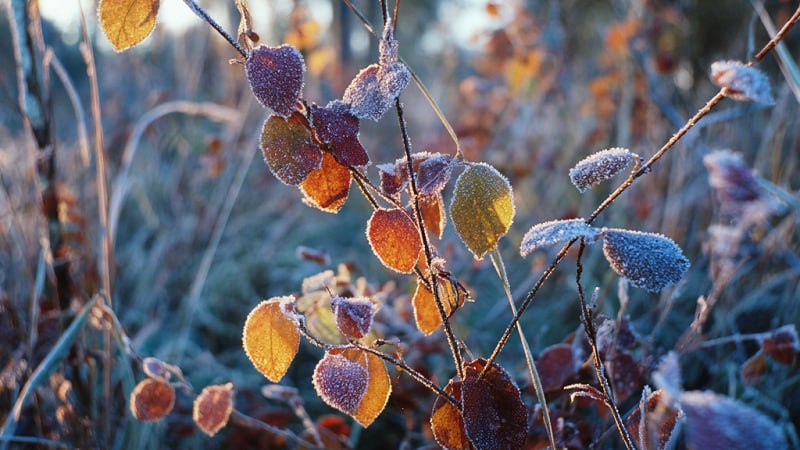 Мороз до -21°C ударит в Башкирии