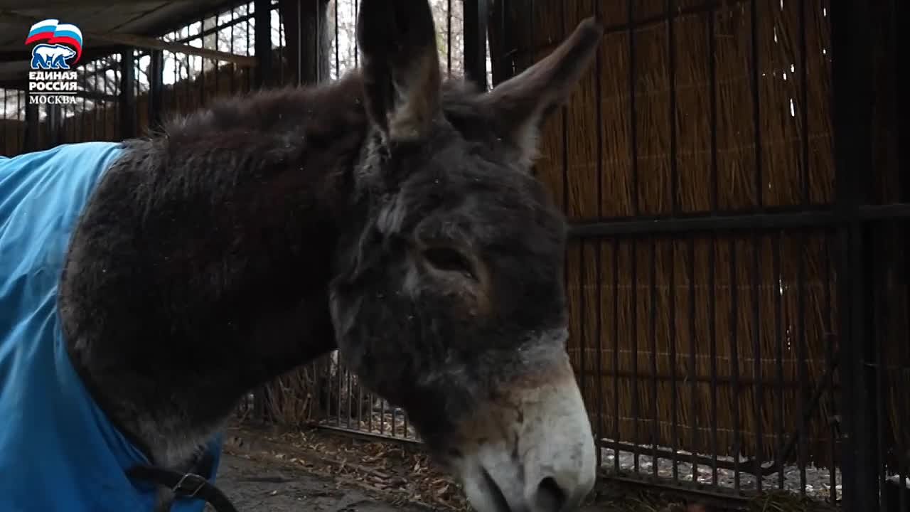 Сегодня, против обыкновения, мы расскажем не о Катюше, а о новичке Московского зоопарка: это четвероногий участник СВО с позывным Жорик