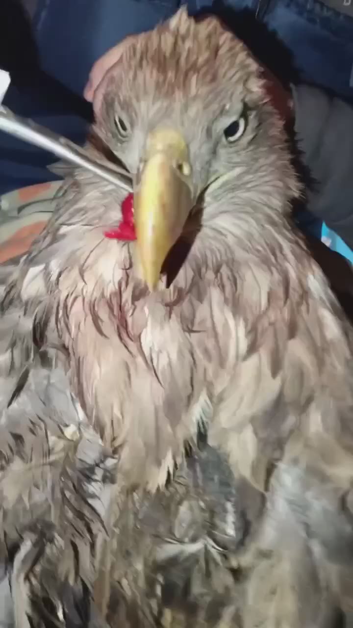 В Башкирии спасают орлана-белохвоста