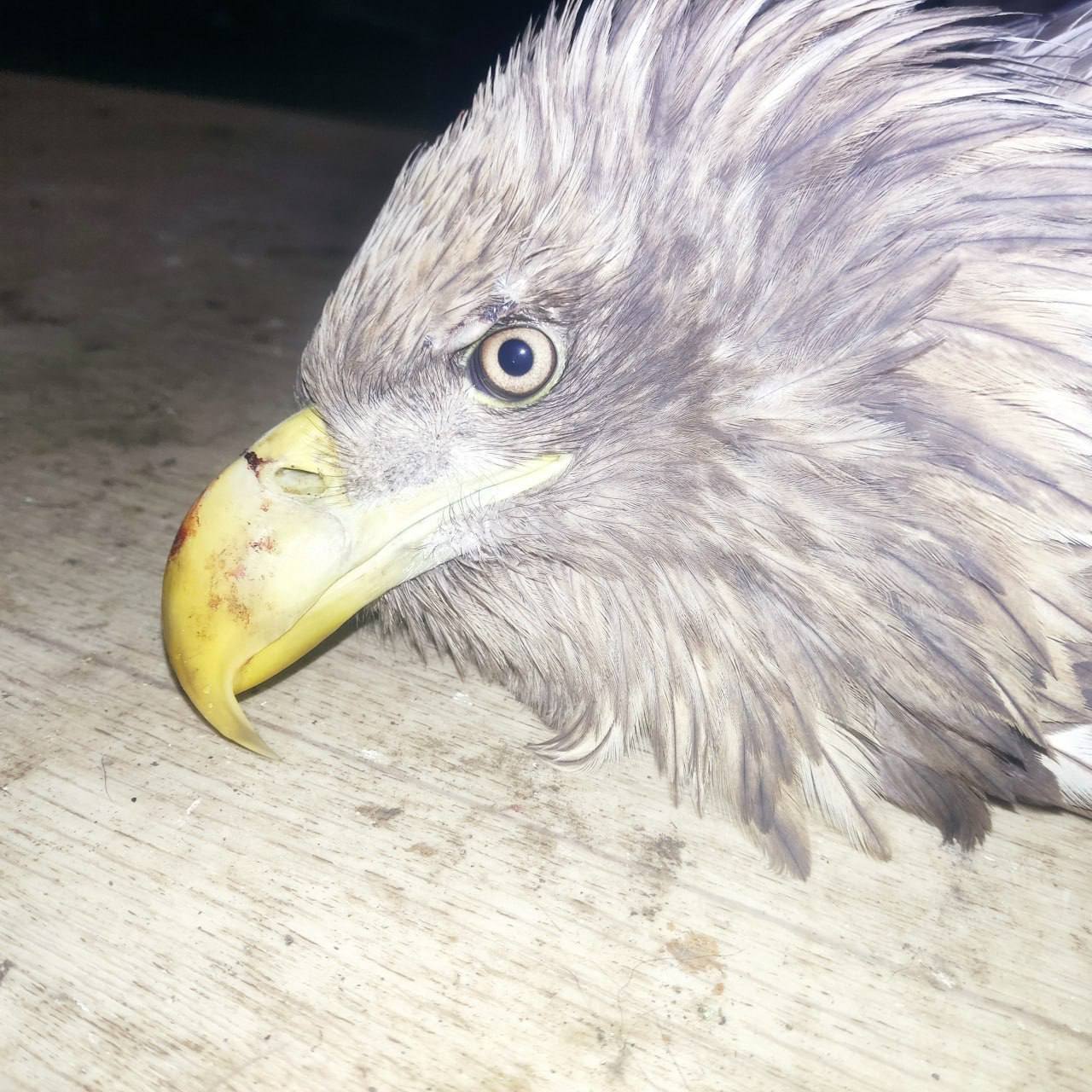 В Башкирии спасают орлана-белохвоста В Башкирии спасают орлана-белохвоста