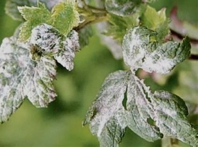 ��� ���������� � �������� ��������� ����: ������������ ����������� ��� ���������