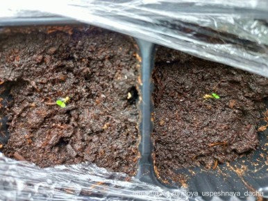 ������� ��������� ����������� �������: ��� ������������� ����������� �������