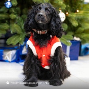 ������ ����� �� ������� ��� �� �������