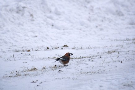 � �������� ���������� �������� ����