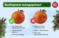 Что нужно знать про мандарины