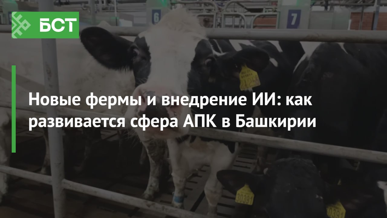 Новые фермы и внедрение ИИ: как развивается сфера АПК в Башкирии