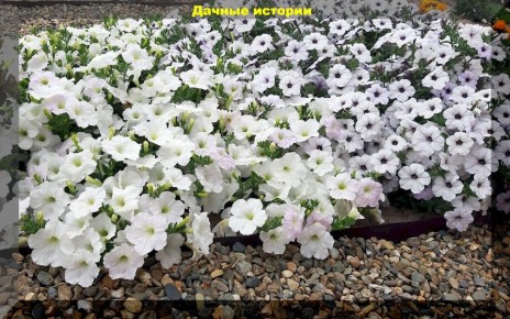 �������, ������� ������������: ��� ������� ��������� ����� ��� ������ ����