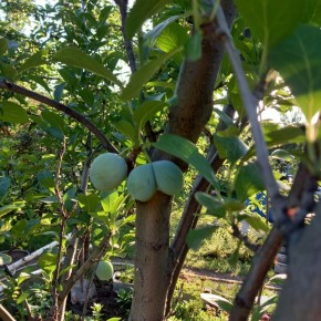 Секреты успешного выращивания слив