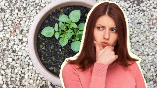 Вплоть до гибели комнатного цветка: вот чем может обернуться желтый налет на почве