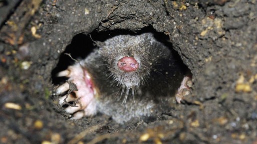 ����� � ���� �� �������: ���� ������� ����������� ���� ������� ���������