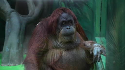 ��� ��������� ���������, � ������������ ����� � �� �������� ��� ������ ��� �� ���������-��?