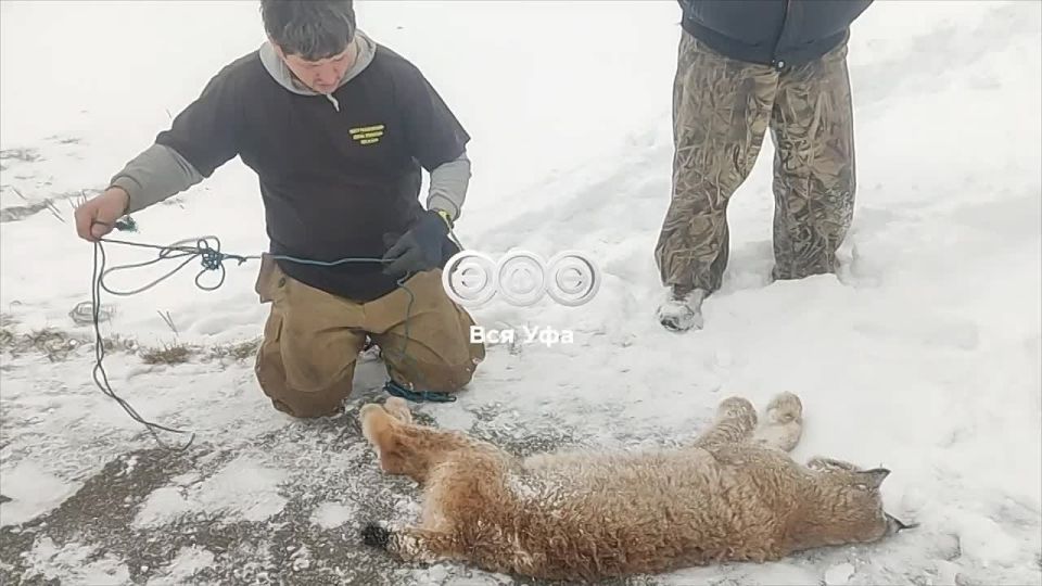 Дикая рысь укусила 12-летнюю девочку в лагере «Уфимский сокол»