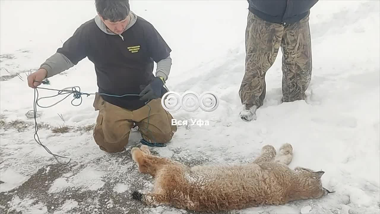 Дикая рысь укусила 12-летнюю девочку в лагере «Уфимский сокол»