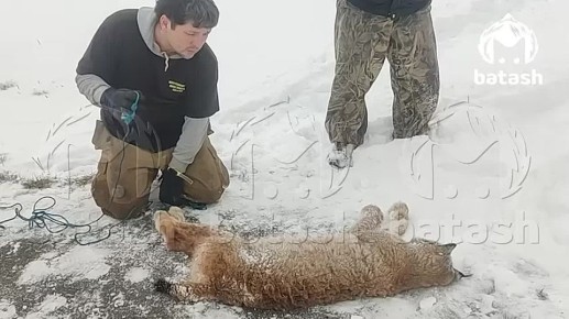 Бешеная рысь набросилась на девочку в спортивном лагере "Уфимский сокол"