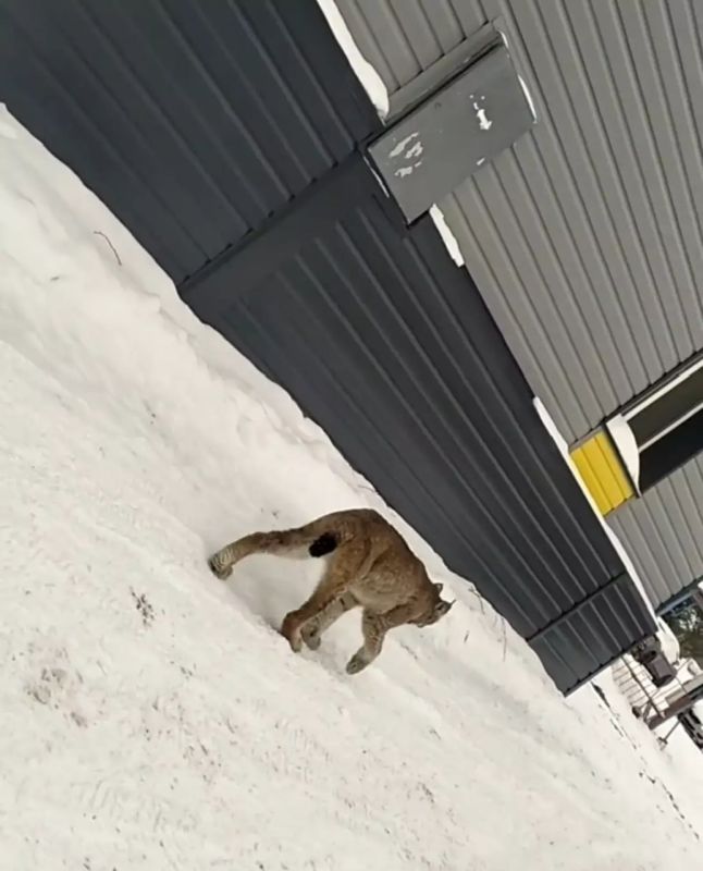 ������� ������ �������� �� ���������