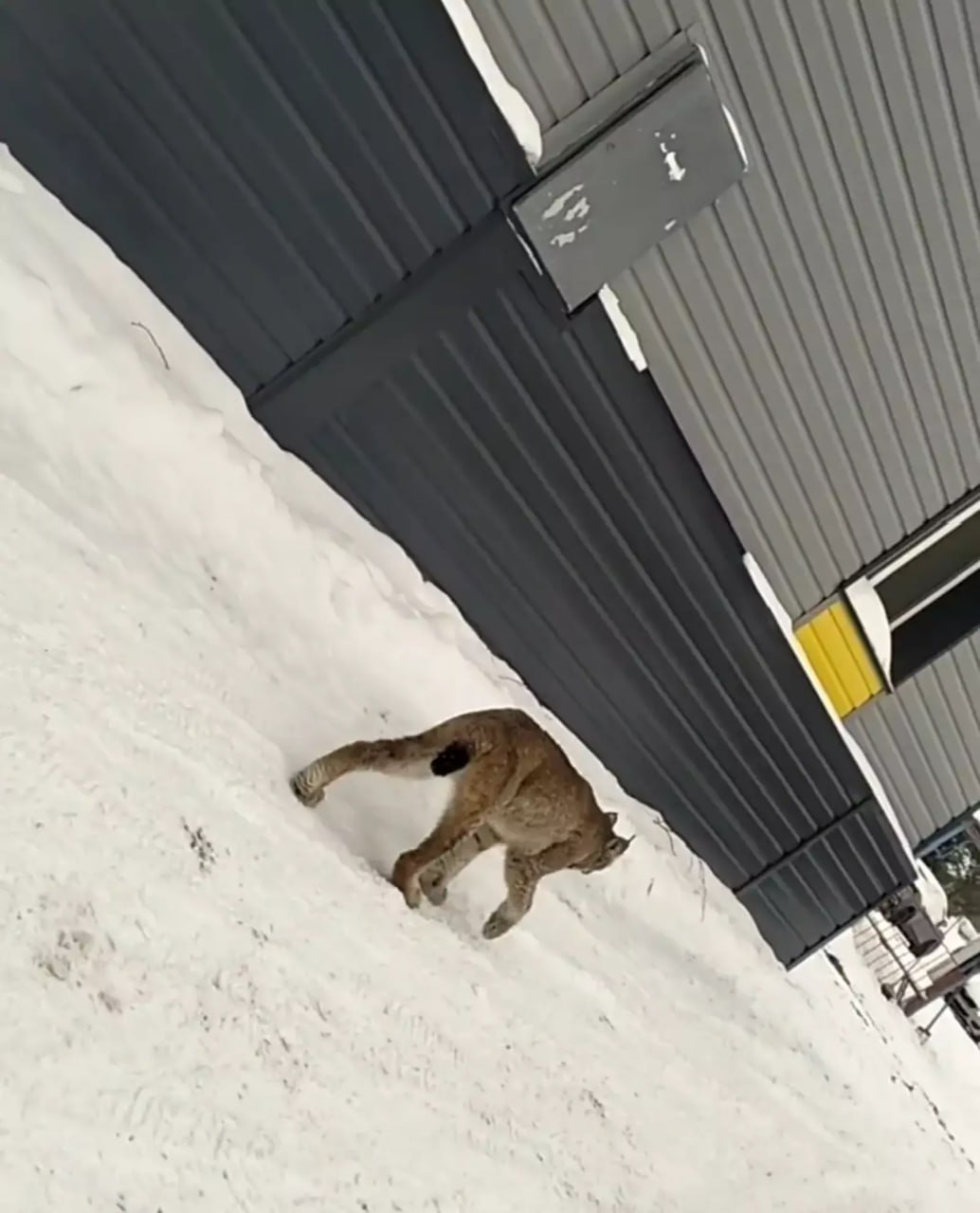 Девочке делают прививки от бешенства