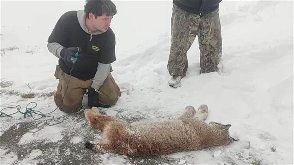 Дикая рысь ранила 12-летнюю девочку на территории спортивного лагеря «Уфимский сокол» в Башкирии