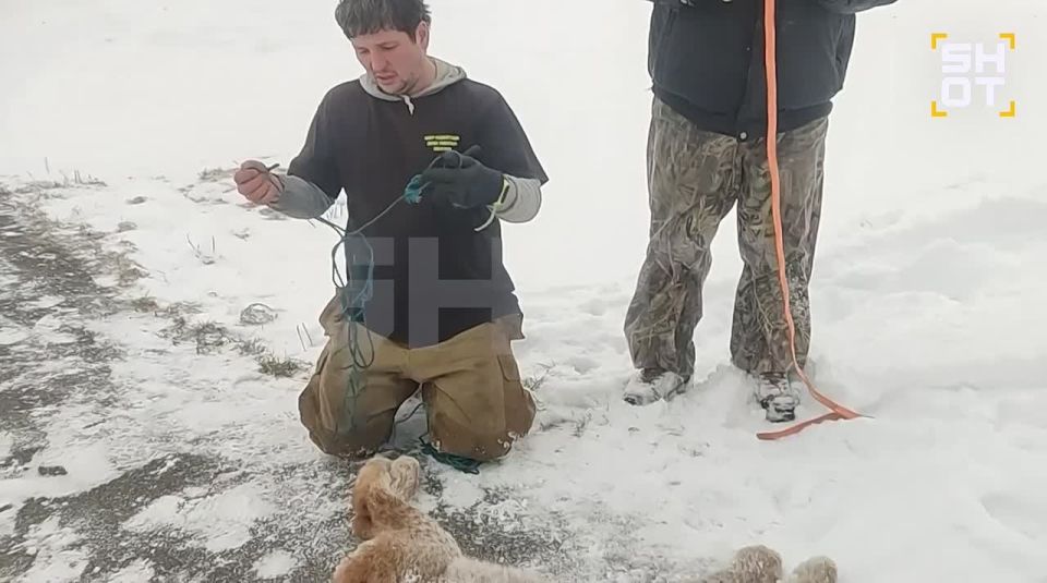 Дикая рысь напала на ребенка