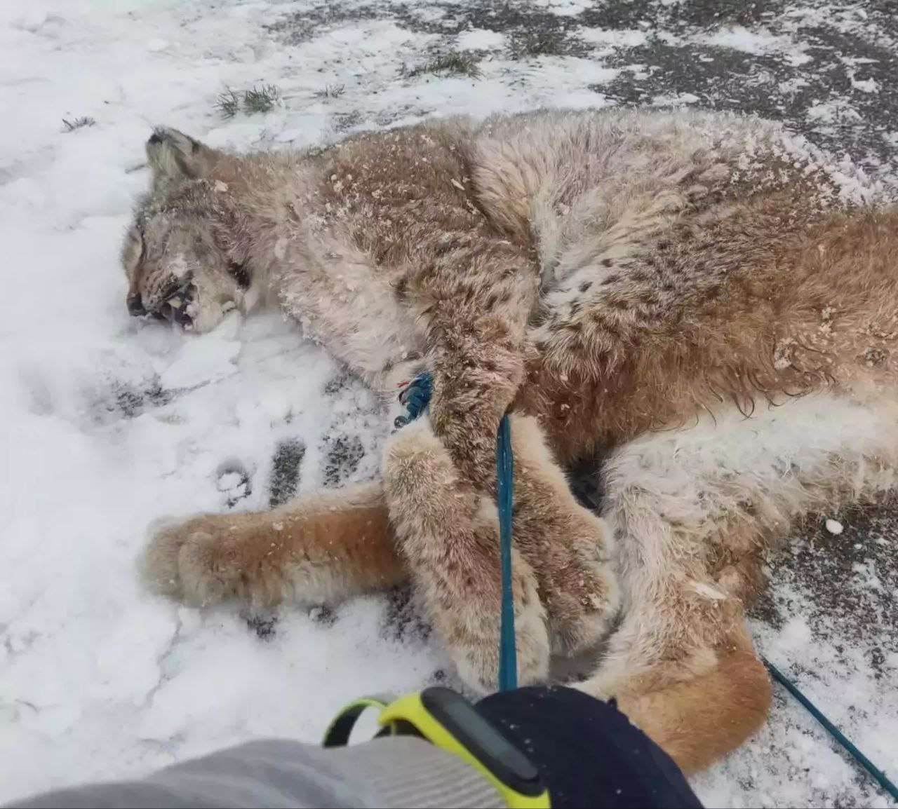 Следком начал расследование по факту нападения рыси на человека