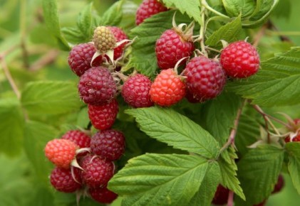 �������: ������� ��������� ����������� � ����� ����� ������������ ������