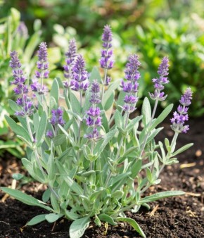 Шалфей: ароматный друг вашего огорода и здорового образа жизни